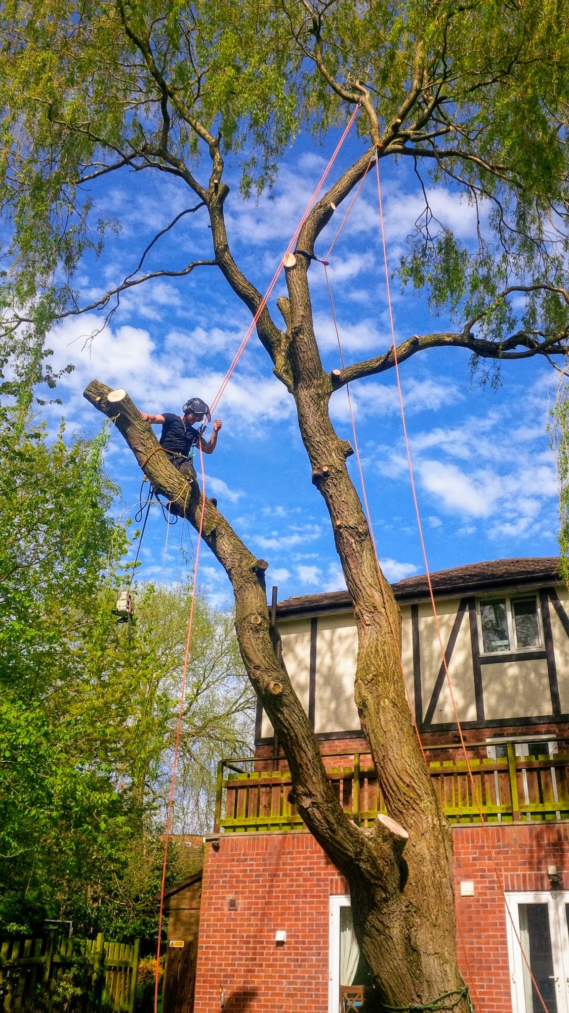 Tree removal manchester