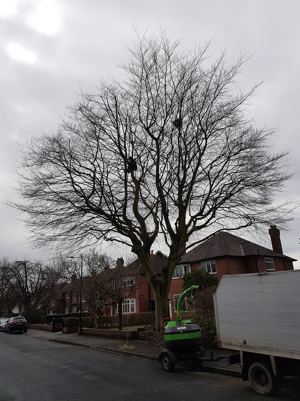 Beech Tree Crown Reduction