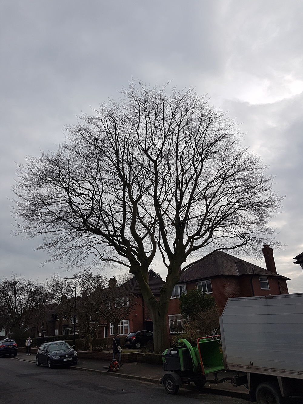 Beech Tree Crown Reduction