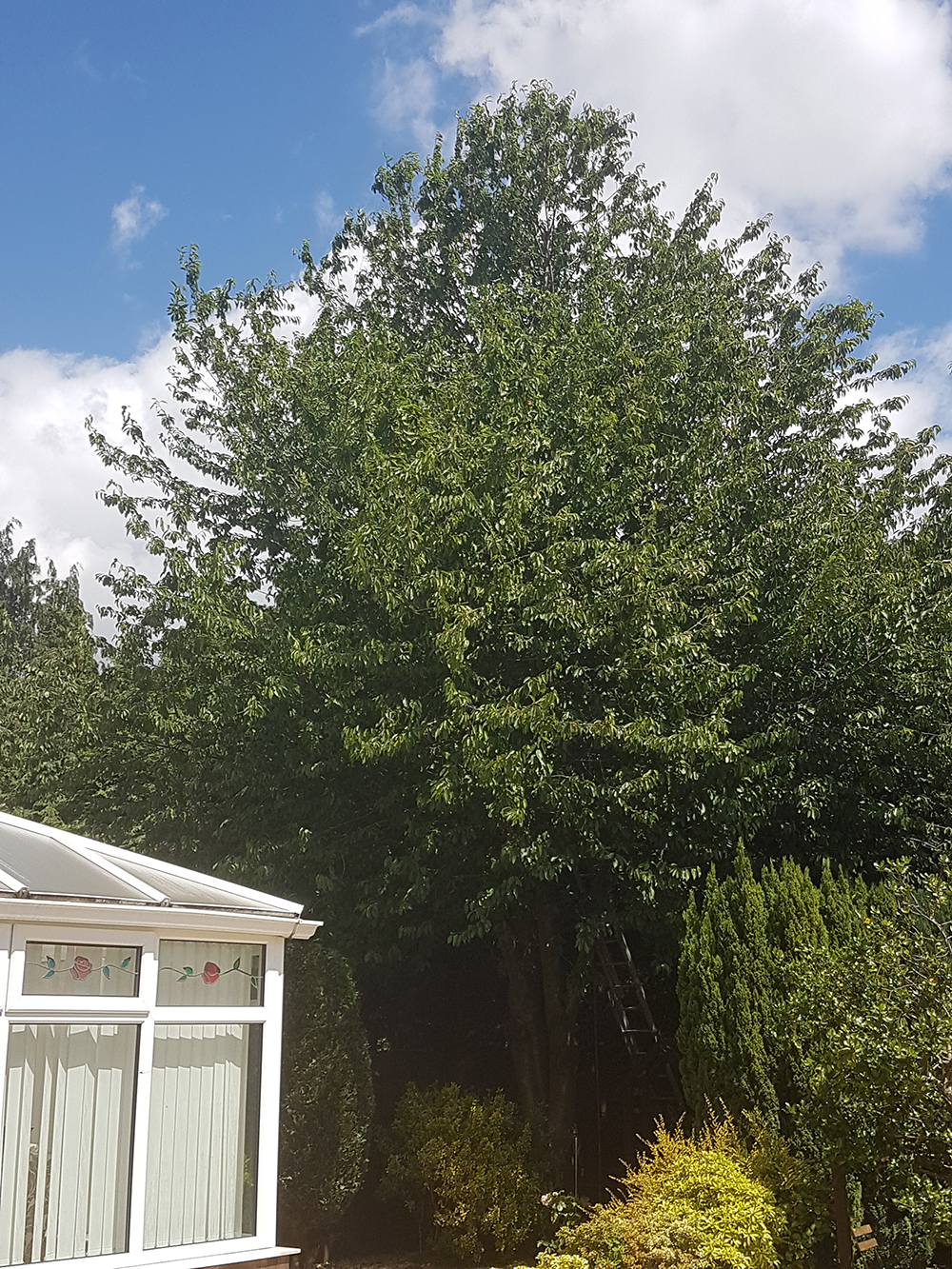Cherry Tree Reduction