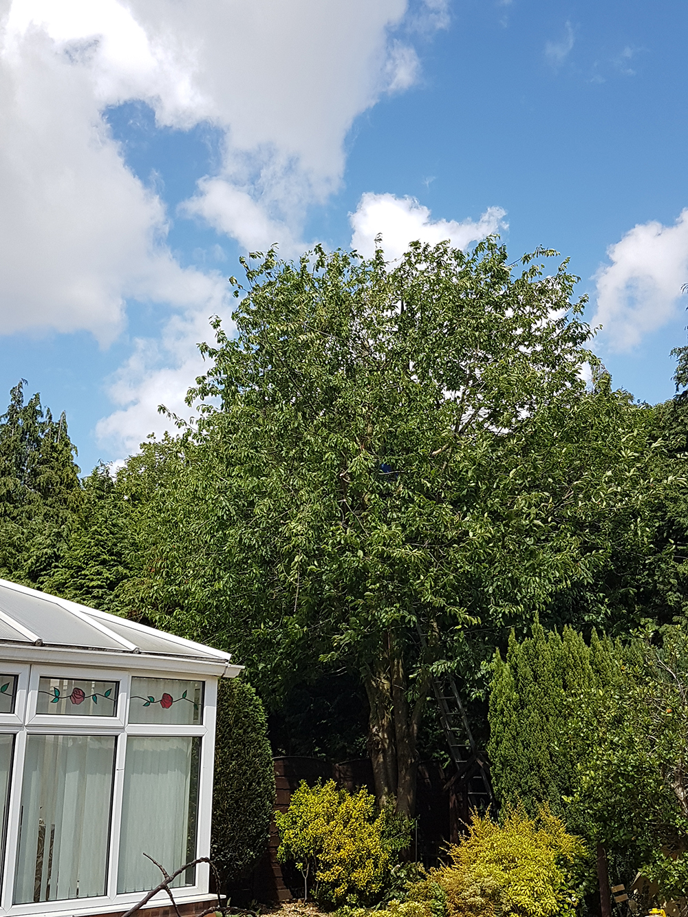 Cherry Tree Reduction