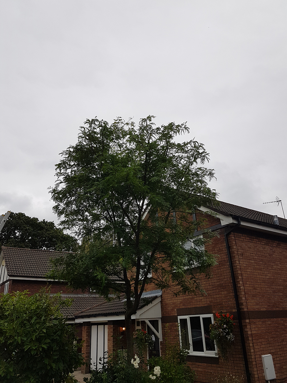 small honey locust prune