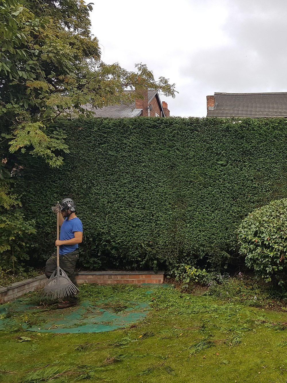 Hedge trim