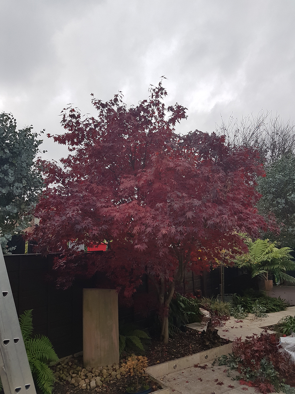 delicate acer tree pruning