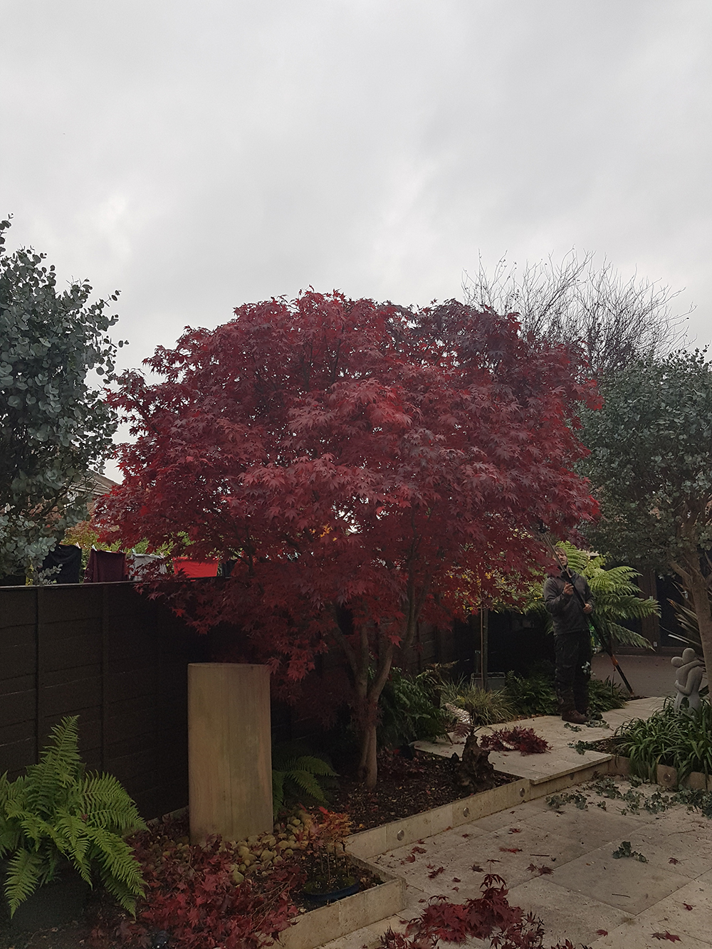 delicate acer tree pruning