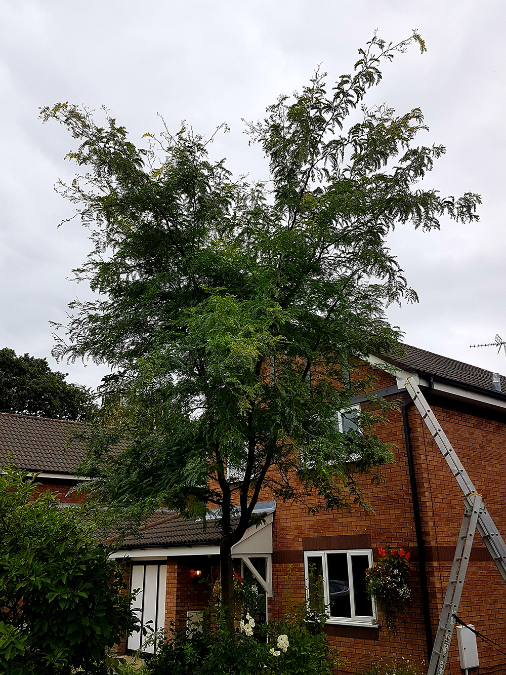 small honey locust prune