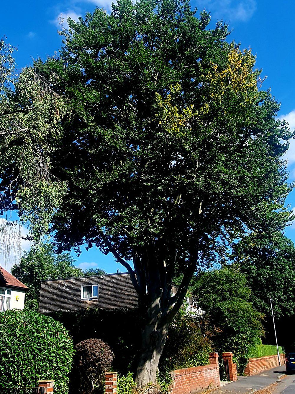 Beech Tree Crown Reduction