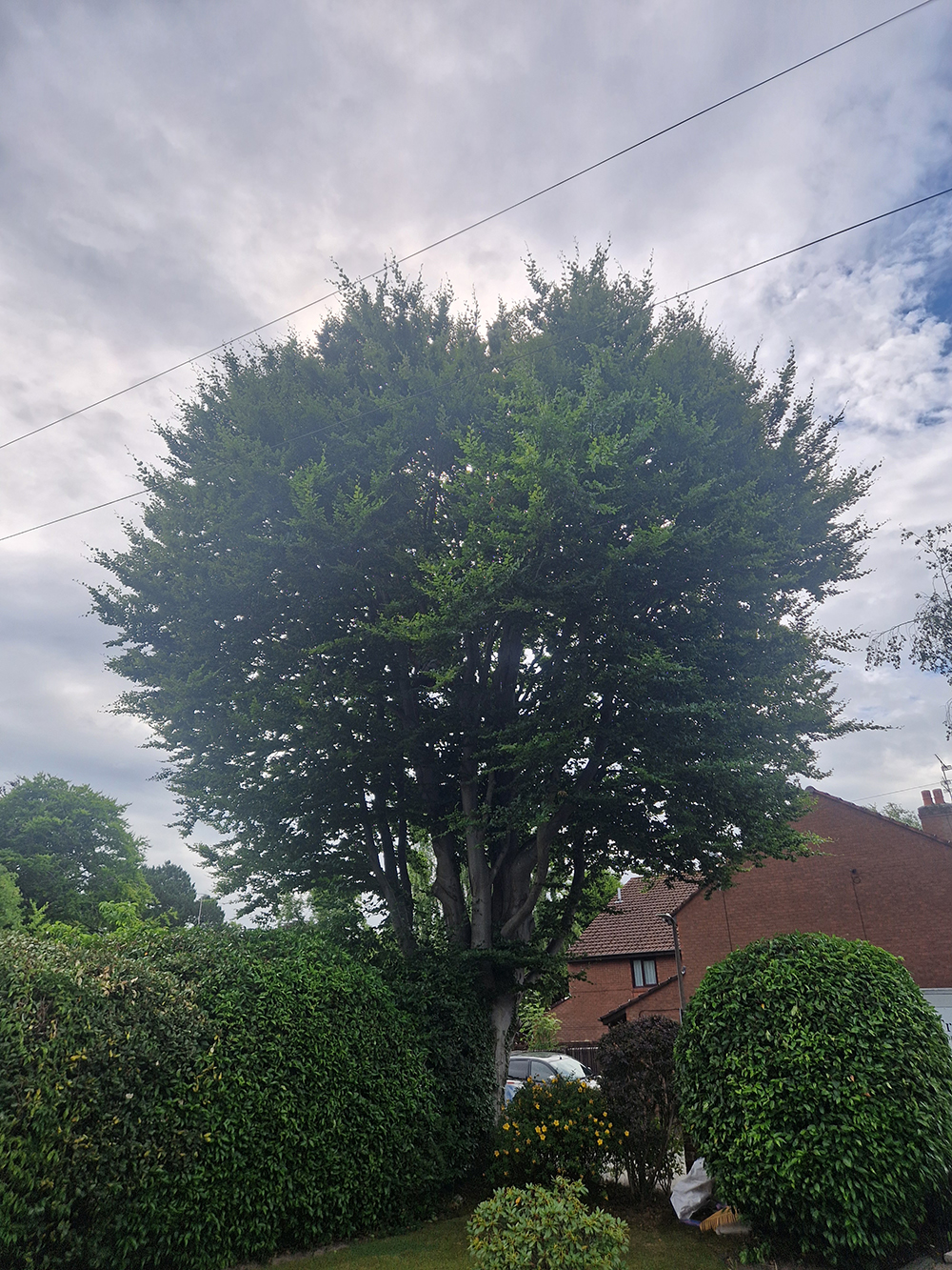 Beech Tree Crown Reduction