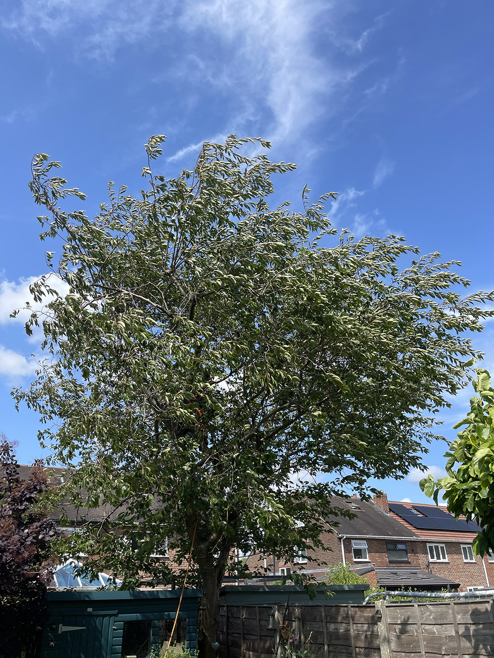Cherry Tree Reduction