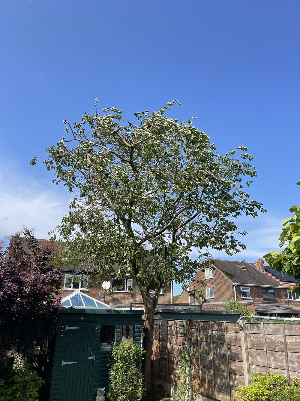Cherry Tree Reduction
