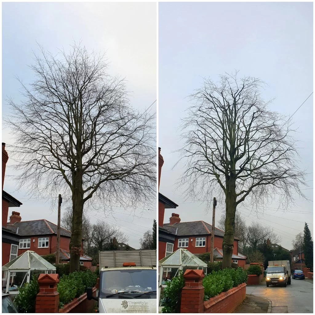 Tree Surgeon Manchester & Cheshire - Purple Beech Tree Before and after prune 2020 1024x1024 1