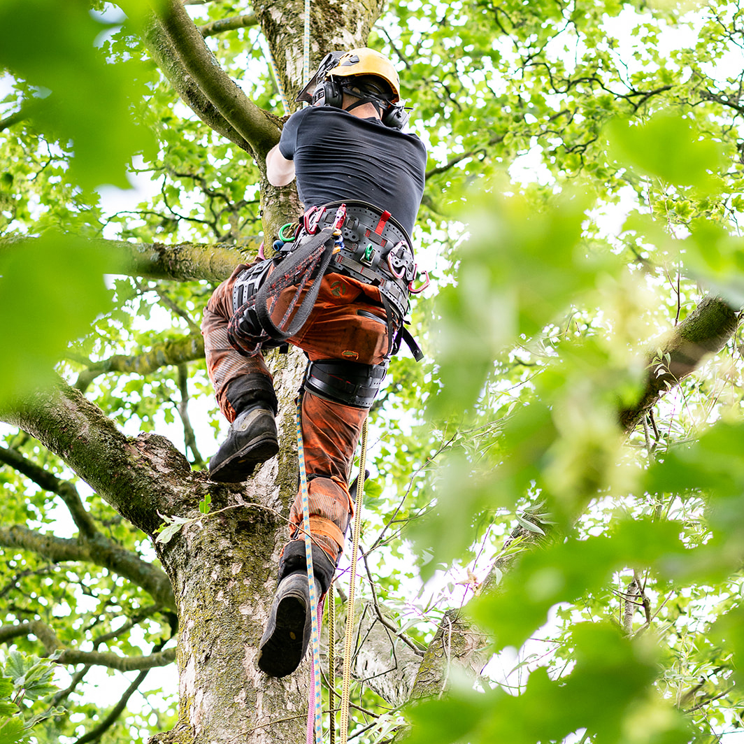 Tree Surgeon Manchester & Cheshire - TreeStyle Arb 1