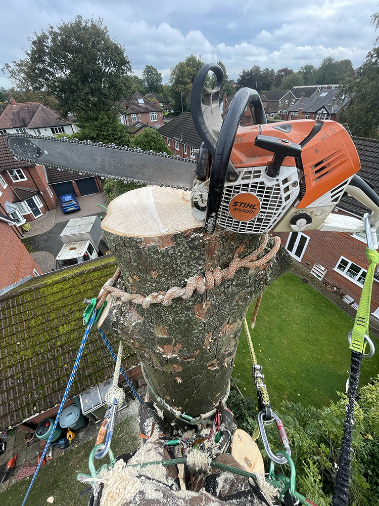 Tree Surgeon Manchester & Cheshire - TreeStyle Arb 10