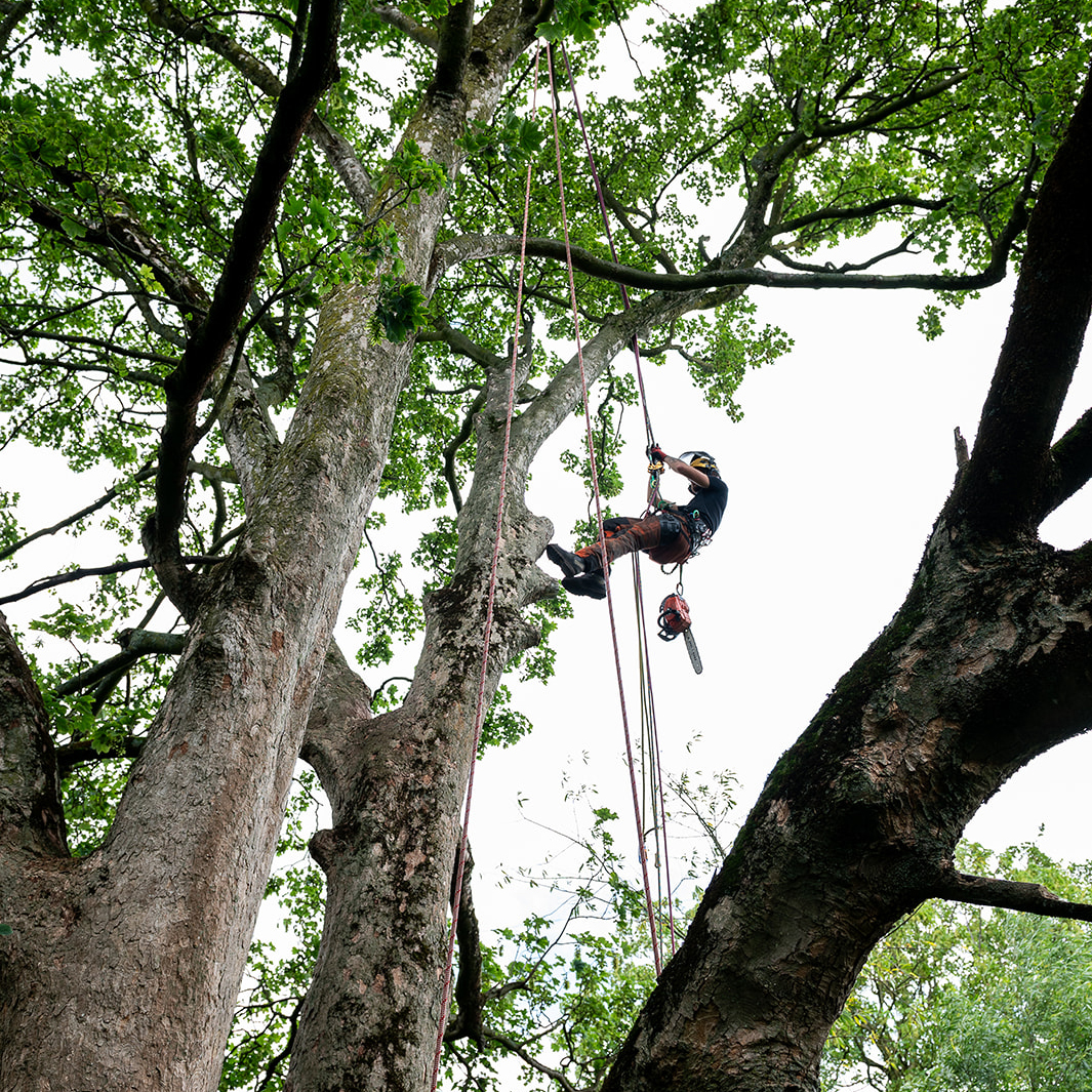 Tree Surgeon Manchester & Cheshire - TreeStyle Arb 2
