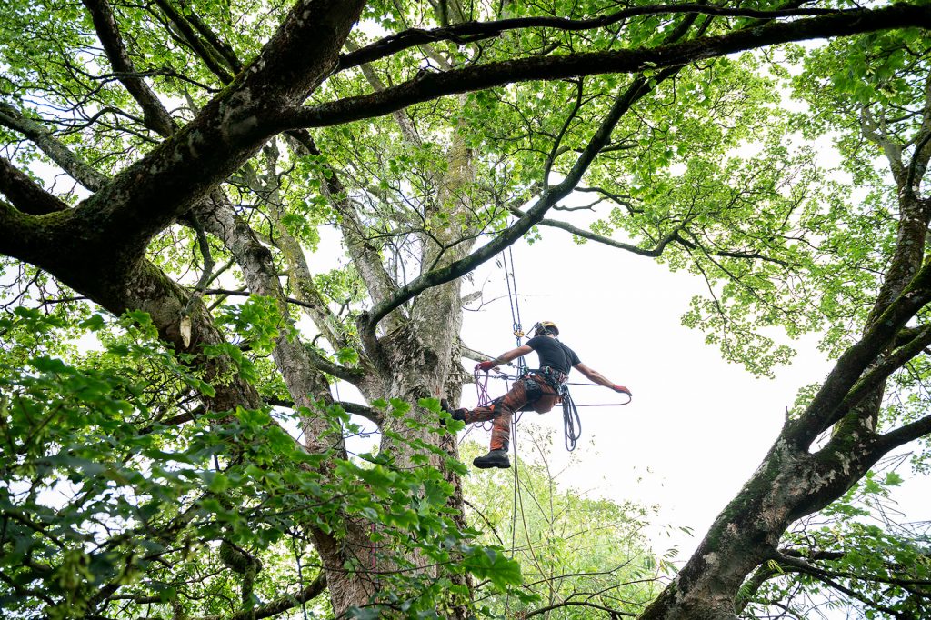 Tree Surgeon Manchester & Cheshire - TreeStyle Arb 5