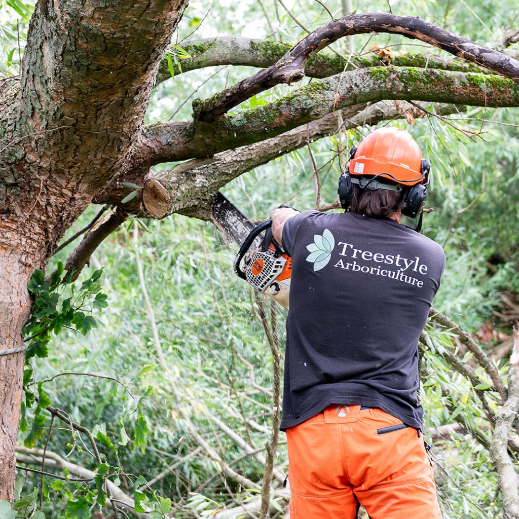 Tree Surgeon Manchester & Cheshire - TreeStyle Arb 6