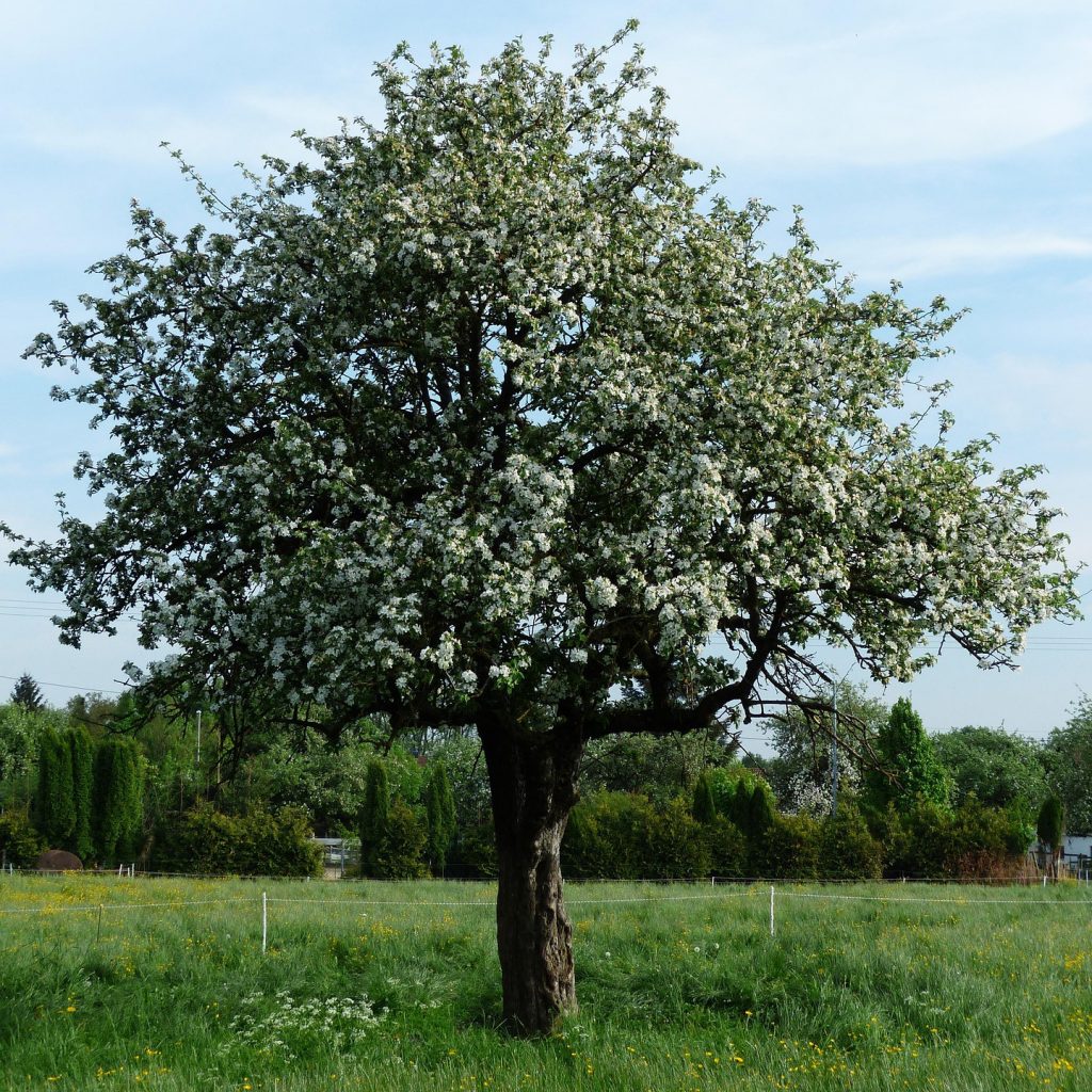 Tree Surgeon Manchester & Cheshire - apple tree1