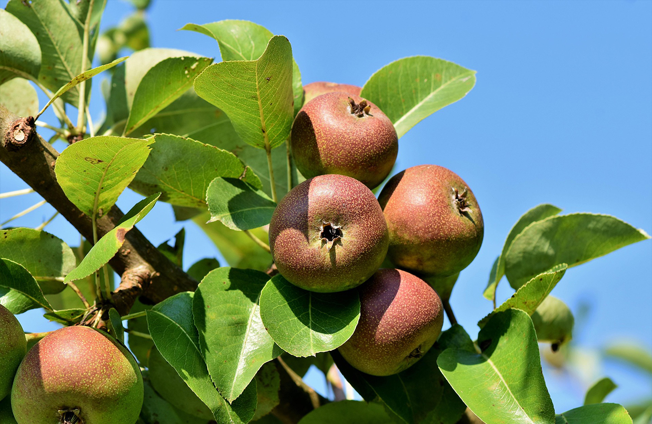 Tree Surgeon Manchester & Cheshire - apple tree2