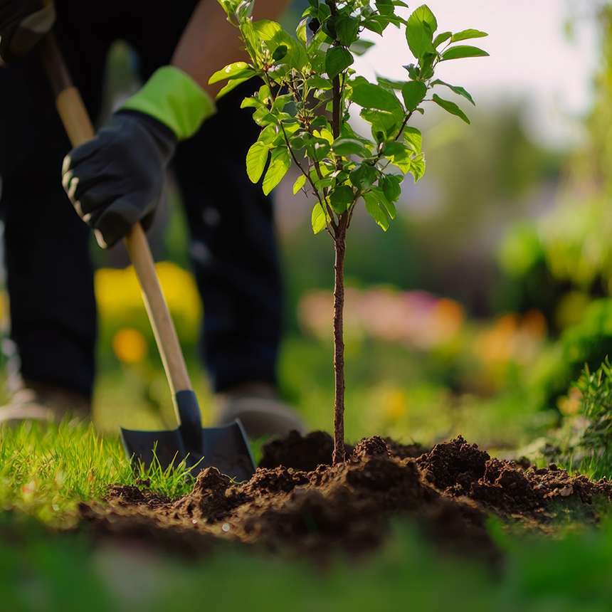Tree Surgeon Manchester & Cheshire - planting a tree1