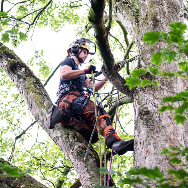 Tree Style Arboriculture
