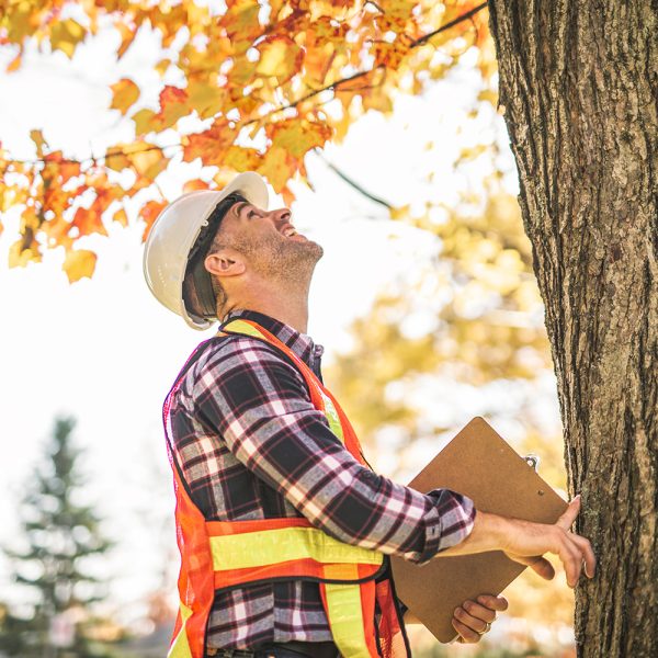 A man holding a clipboard, inspect tree