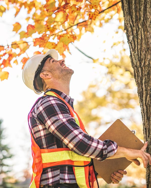 A man holding a clipboard, inspect tree