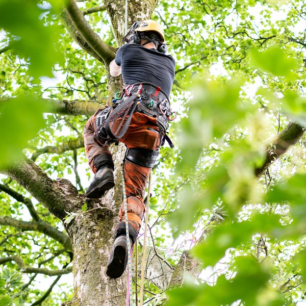 Tree Style Arboriculture