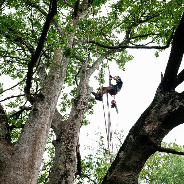 Tree Style Arboriculture
