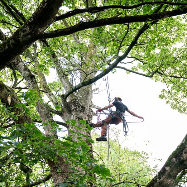 Tree Style Arboriculture