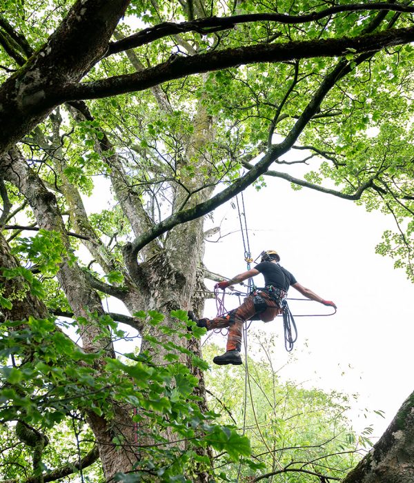 Tree Style Arboriculture