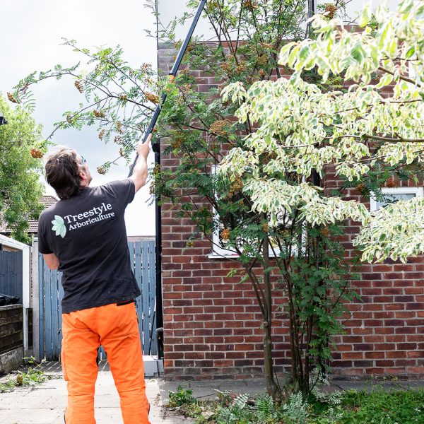 Tree Style Arboriculture