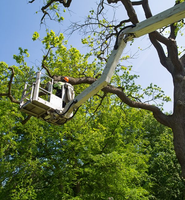 Gardener or tree surgeon pruning a tree using an elevated platform on the hydraulic articulated arm of a cherry picker.