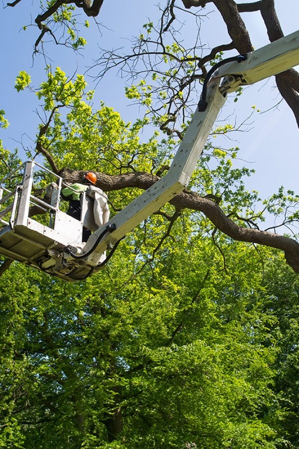 Gardener or tree surgeon pruning a tree using an elevated platform on the hydraulic articulated arm of a cherry picker.
