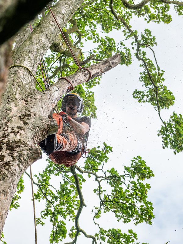 Tree Style Arboriculture